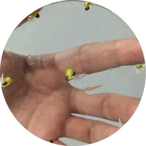 Cabbage seeds germinating in an Apolarion petri dish trial