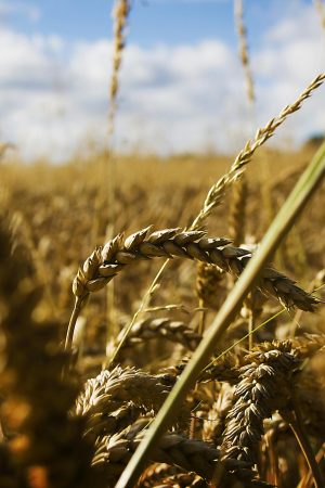 Detailed close-up view of golden wheat ears in a field, capturing summer's warmth and agricultural beauty.